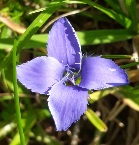 Gewöhnlicher Fransenenzian, Gentianella ciliata